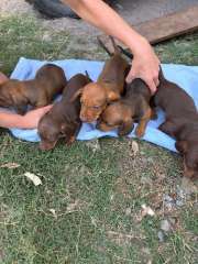 Pure Bred Miniature Dachshund Puppies