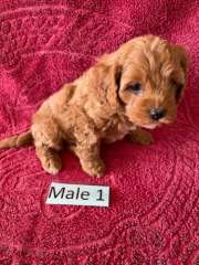 Toy Cavoodle Cavalier King Charles X Toy Poodle Male female 