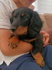 Purebred Longhaired Miniature Dachshund puppy 