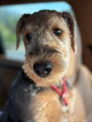 Airedale Terrier Puppies 