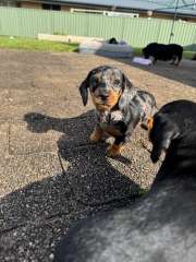 Mini dachshund puppies