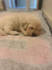 Golden Retriever Puppies available 