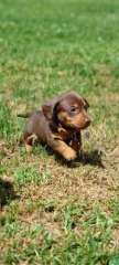 Minature Dachshunds 