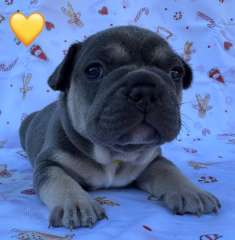 Purebred French Bulldog puppies