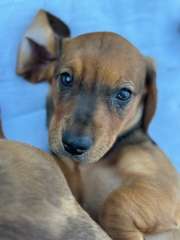 4 Purebred miniature Daschund for sale