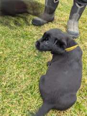 Black Labrador x Retriever 
