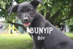 All-round Kelpie Pups-Sire Highly Commended Canine Hero 2024