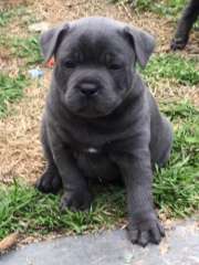 Blue English Staffordshire Bull Terrier purebred puppies