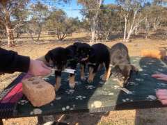 Kelpie x cattle 