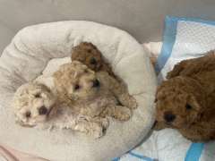 Purebred Toy Poodle puppies 