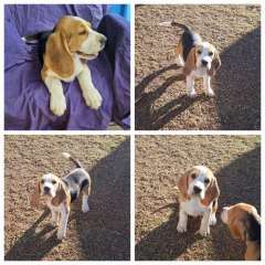 Pedigree Beagle puppies looking for good homes 