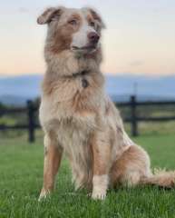 Purebred Australian Shepherd Puppies