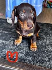 Purebred Miniature Dachshunds 