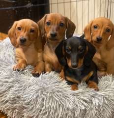 Miniature Smooth Dachshunds