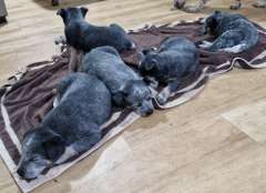 Blue Heeler Puppies - Darlington Point NSW