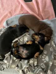 Miniature Dachshund Puppies 