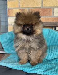 POMERANIAN PURBRED PUPPIES - LITTLE TEDDY BEARS