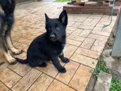 German Shepherd pups for sale, Ready to go!