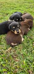 Purebred Kelpie puppies, red/tan, black/tan. males &amp; females