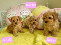 Puppies Toy poodle x moodle 