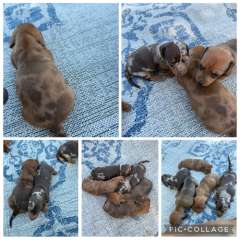 Dachshund puppies for sale $2000