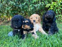 Christmas Cavoodle Puppies - ONLY 2 LEFT!