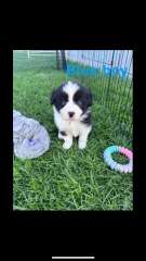 Border collie puppies! 