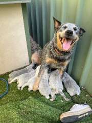 Australian Cattle Pups / Blue Heeler