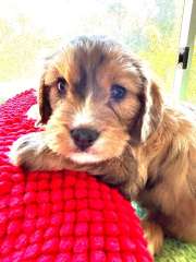 CAVOODLE PUPPIES JUST BEAUTIFUL 