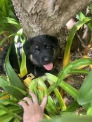 Purebred German Shepherd puppies