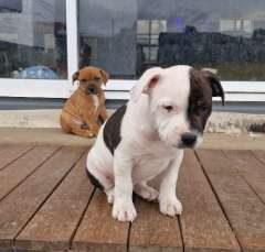 English staffie pups ready NOW