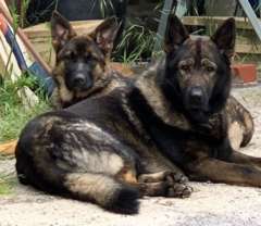 German shepherd puppies (Alfa force parents)