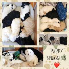 Beautiful Spoodle Puppies: Perfect Family Addition!