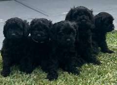 Toy Cavoodle Puppies 