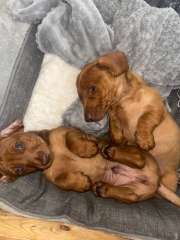 Dachshund puppies - Miniature smooth haired