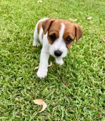 Jack Russell Puppies- 1 male 2 female