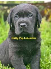Labrador pups registered with pedigree papers from Dogs NSW 