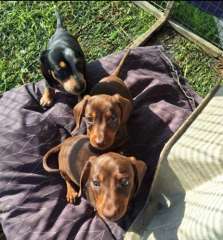 PURE MINI DACHSHUND PUPPIES