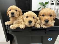 Gorgeous Dark Golden Retriever Puppies