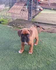 BOXER PUPS, RED