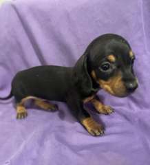 ⭐ Mini Dachshund Puppy ⭐ LAST ONE $1500 💜🐶💜