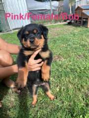 Rottweiler Purebred Bobtail Puppies - Available 16th March