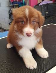 Australian Shepherds