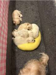 Adorable Maltese Shitzu puppies 