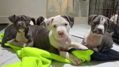 AMERICAN STAFFORDSHIRE PUPS (BLUE &amp; WHITE)