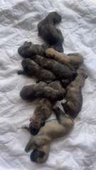 Irish wolfhound puppies