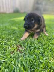 Purebred German Shepherd Pups