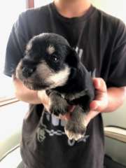 Miniature Schnauzer Puppies - Available from 25th April 2024