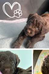 Labradoodle Puppies from loving home