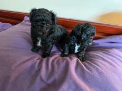 Toy Poodle - 2 girls